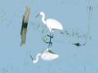 Little Egret