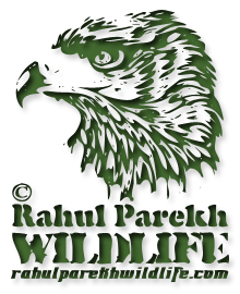 Rahul Parekh Wildlife