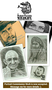 Pencil Portraits