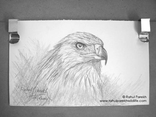 Imperial Eagle Sketch